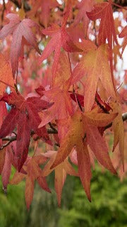 Liquidambar Styraciflua 'Worplesdon' (Worplesdon Sweetgum)
